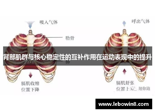 背部肌群与核心稳定性的互补作用在运动表现中的提升